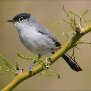 Black-Tailed Gnatcatcher