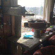 Cat Tree