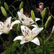 True Lilies (Lilium)