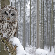 VINS Nature Center, Vermont