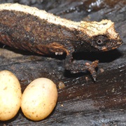 Ambre Forest Stub-Tailed Chameleon