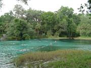 Rainbow Springs (Florida)