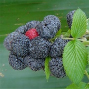 Mysore Raspberry (Rubus Niveus)