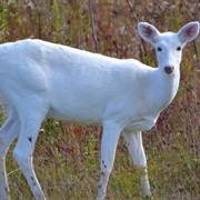 Deer