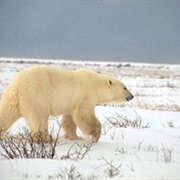 Polar Bear Provincial Park, Ontario