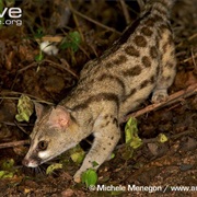 Giant Forest Genet