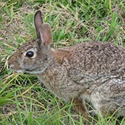 Yarkand Hare