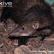 Liberian Mongoose
