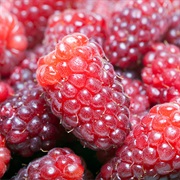 Loganberry
