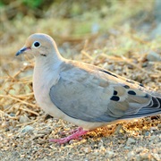 Mourning Dove (British Virgin Islands)
