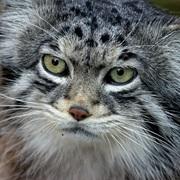 Pallas Cat