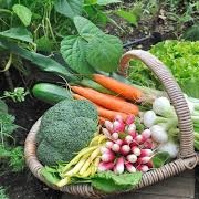 Create a Vegetable Garden