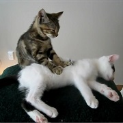 Someday People Will Tire of Kitten Videos