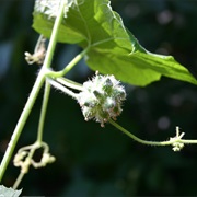 Oneseed Bur Cucumber (Sicyos Angulatus)