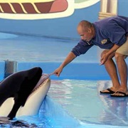 Pet an Orca's Tongue
