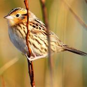 Le Conte's Sparrow