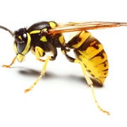 A Wasp Is Not a Bee