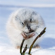 Lemming