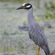 Yellow-Crowned Night-Heron