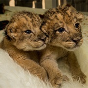 Cuddle a Baby Pantherinae
