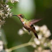 Short-Crested Coquette