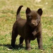Australian Kelpie