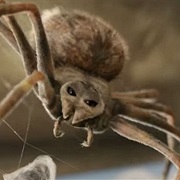 Charlotte - Charlotte's Web