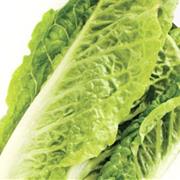 Cos Lettuce