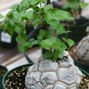 Elephant's Foot (Dioscorea Elephantipes)