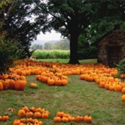 Pumpkins