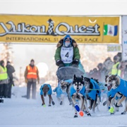 Yukon Quest Dog Mushing Race