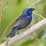 Blue Bunting