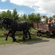 Clark Family Orchards