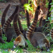 Coatimundi