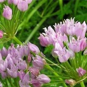 Mouse Garlic (Allium Angulosum)