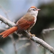 Bolivian Spinetail