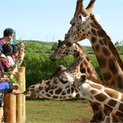 South Lakes Safari Zoo