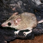 Kakadu Dunnart