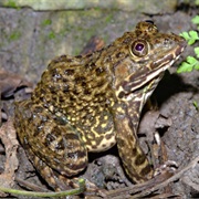 East Asian Bullfrog