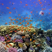 The Red Sea Reef