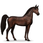 Arabian Horse - Dark Bay