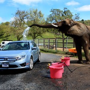 Get an Elephant Car Wash