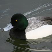Greater Scaup
