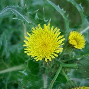 Prickly Sow-Thistle (Sonchus Asper)
