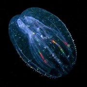 Comb Jellyfish