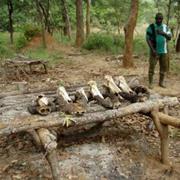 Comoé National Park