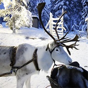 Salla Reindeer Park