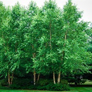 River Birch