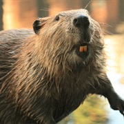 A Beaver's Teeth Never Stop Growing.