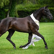 Swiss Warmblood
